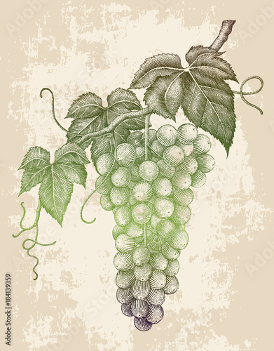 Grape branch hand drawing engraving vintage isolated on grunge background