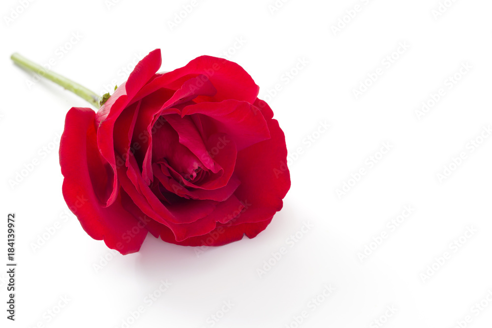 Red rose isolated on white background
Red rose isolated on white background