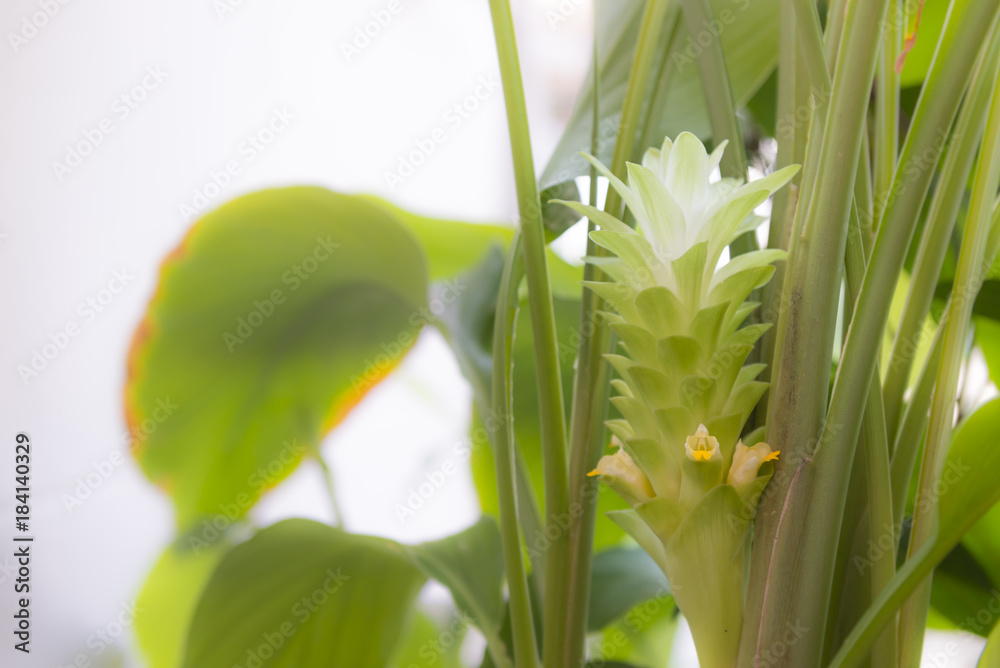 Fototapeta premium Turmeric flower in my garden.