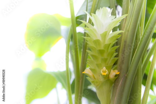Fototapeta Naklejka Na Ścianę i Meble -  Turmeric flower in my garden.