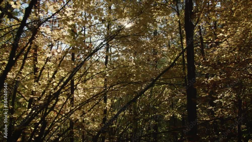 Hiking Fall Season Trail View of Colorful Leaves with Stabilized Motion Hiking Fall Season Trail View of Colorful Leaves with Stabilized Motion