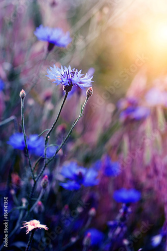 Beautiful wild flower in sunset