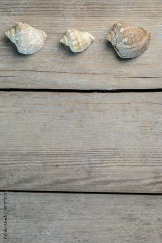 Three sea shells lie on top of a gray wooden aged background.