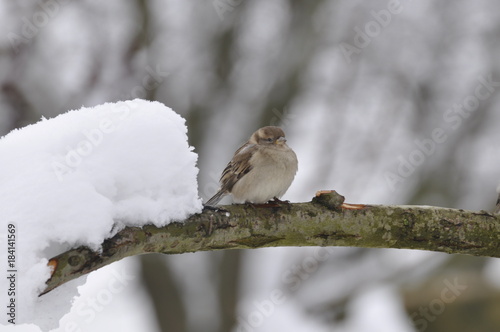 Wróbel na ośnierzonej gałęzi photo