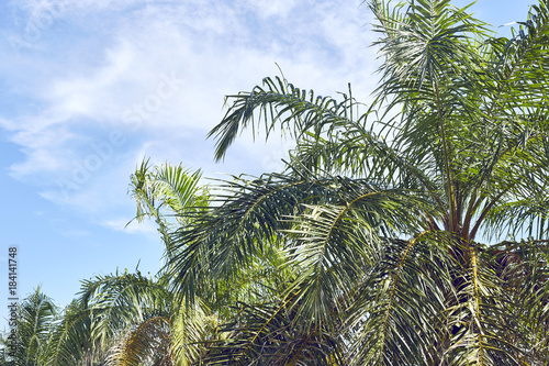 date palm tree with sky