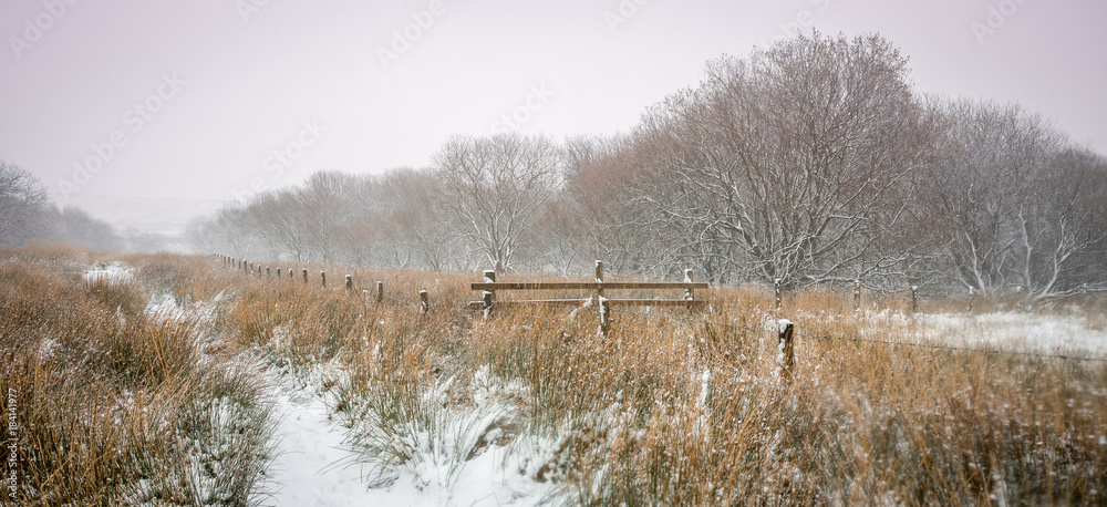 custom made wallpaper toronto digitalA snowy winter landscape scene