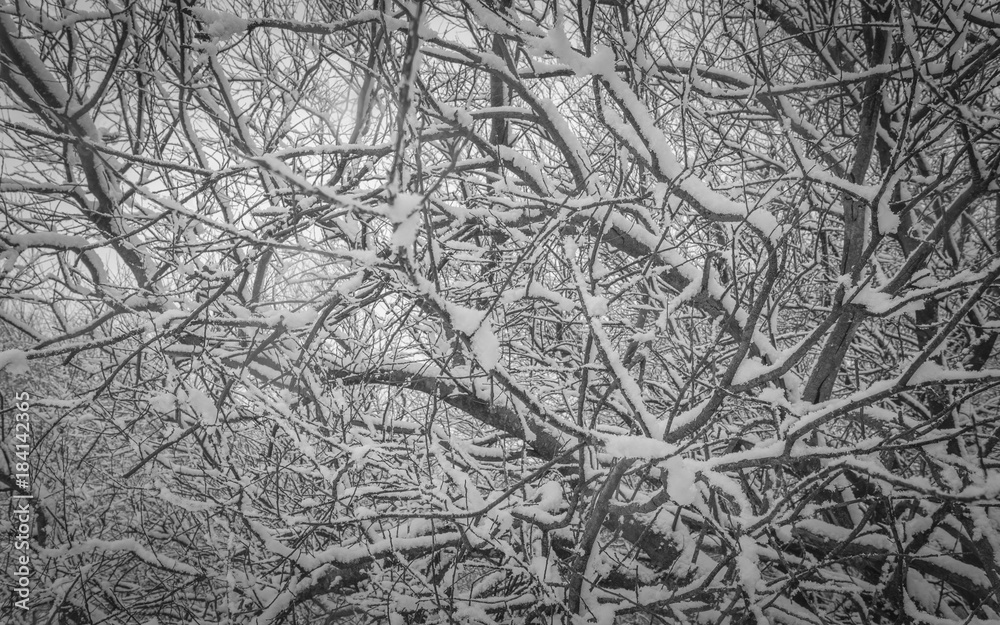 Snow covered trees on a Winter day Snow covered trees on a Winter day