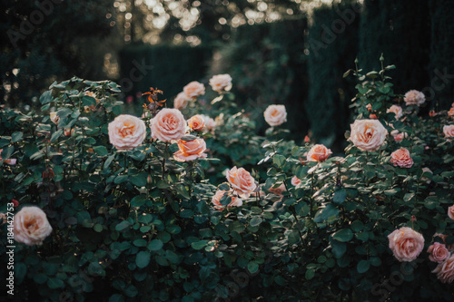 Portland Rose Garden