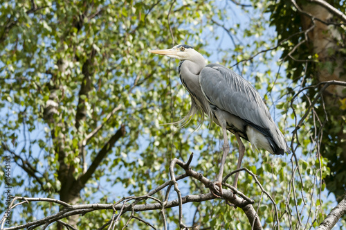 Reiher (Ardeidae) gehören zu den weltweit verbreiteten Schreitvögeln (Ciconiiformes) mit über 60 Unterarten. Der hier gezeigte Reiher ist ein Graureiher / Fischreiher (Ardea cinerea).