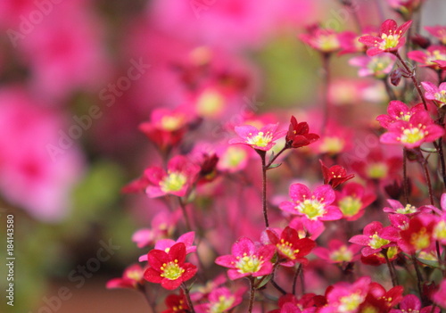 Blütenträume © Volker