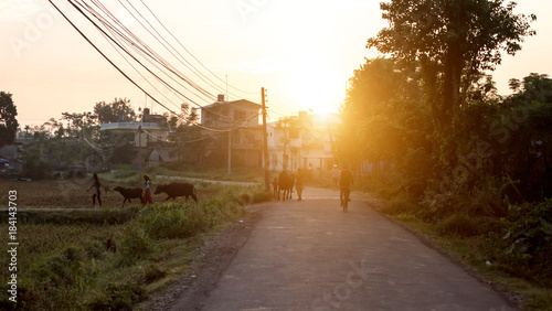 Girls lead zebu cows at sunset, Nepal