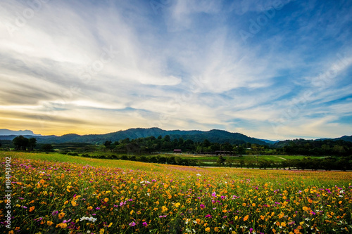 beautiful landscape image with cosmos flower field at sunset. photo