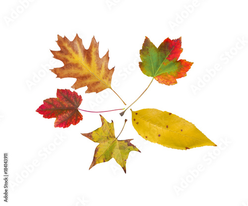 Five autumn from tree natural colored leaf isolated on white