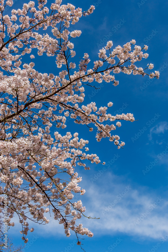 Upward View of Cherry Blossom on Tree Under Blue Sky Upward View of Cherry Blossom on Tree Under Blue Sky