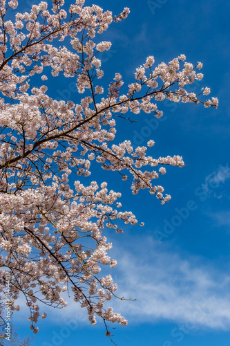 Upward View of Cherry Blossom on Tree Under Blue Sky