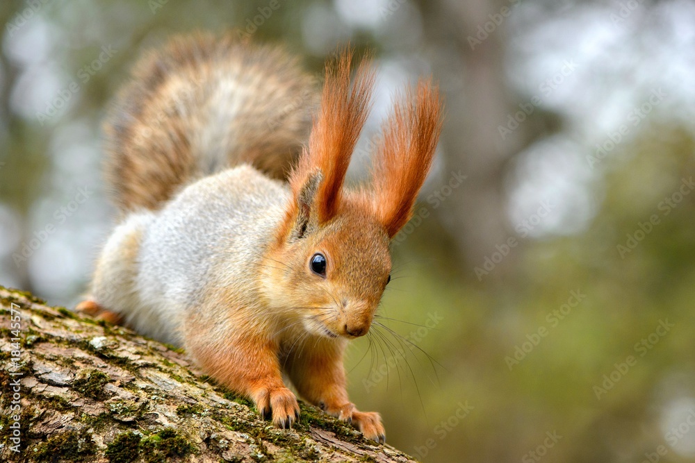 Squirrel sits on a tree and looking at the camera Squirrel sits on a tree and looking at the camera