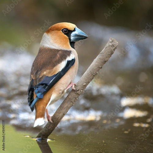 Wallpaper Mural Hawfinch (Coccothraustes coccothraustes) sitting on a stick sticking out of the water Torontodigital.ca