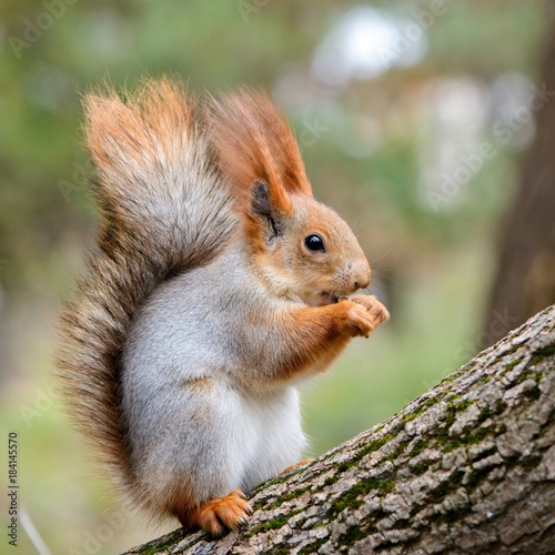 Squirrel sits on a tree and gnaws a nut