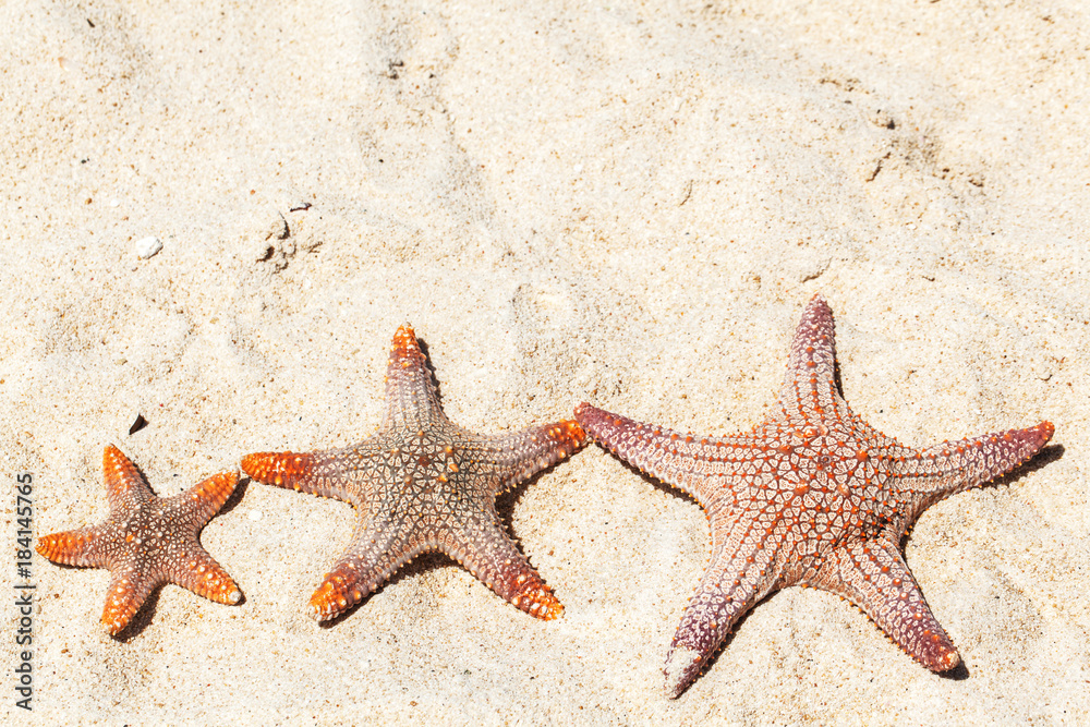 Three starfish on beach Three starfish on beach