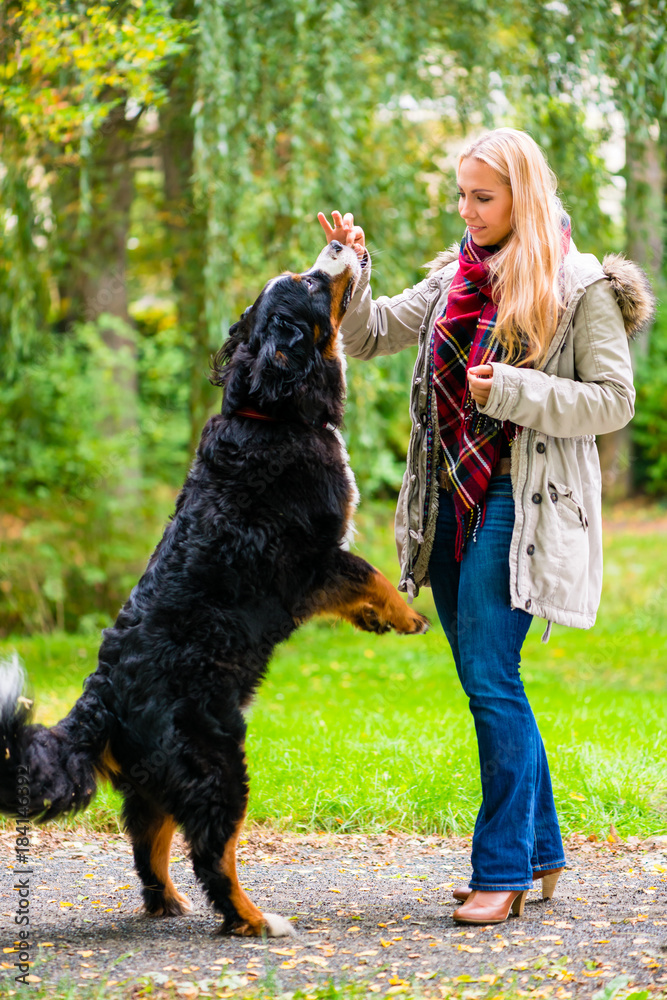 Dog in autumn park sit up and beg for woman Dog in autumn park sit up and beg for woman