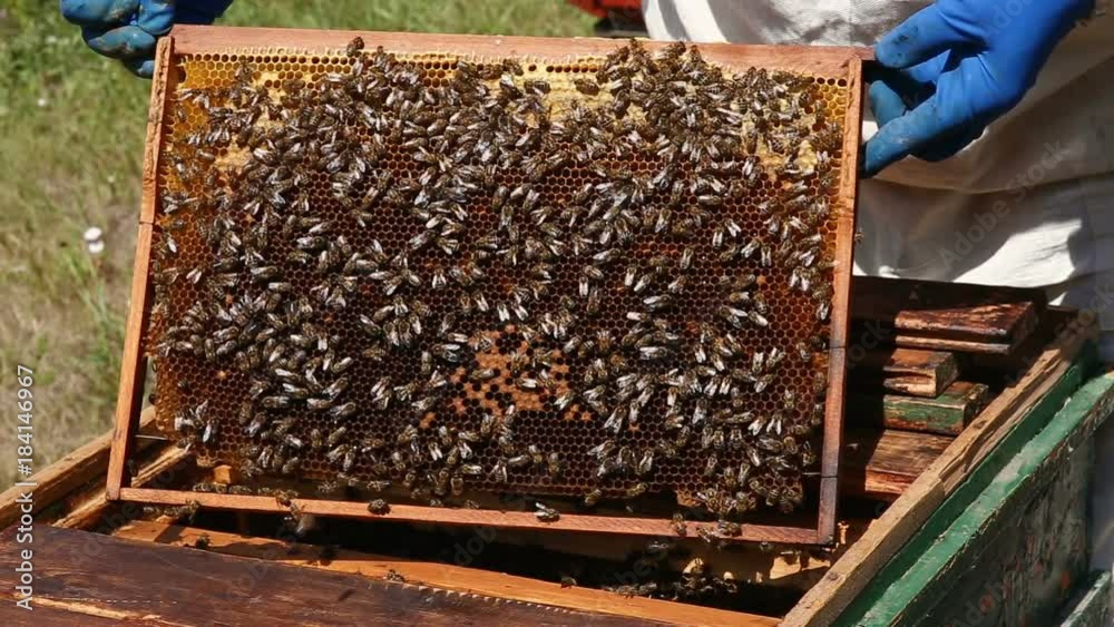 closeup honeycomb full of bees and honey closeup honeycomb full of bees and honey