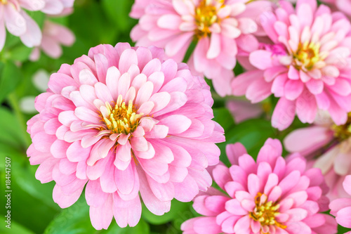 Billede på lærred Beautiful pink flowers, Zinnia violacea Cav.