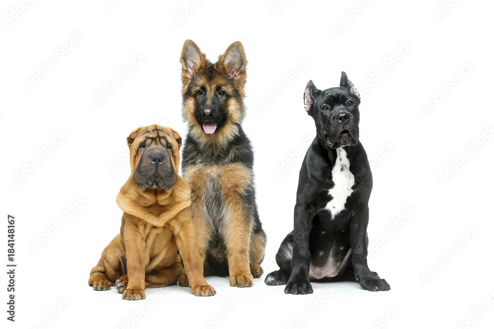 beautiful three puppy dogs