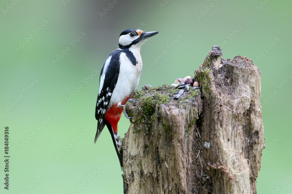 A male of great spotted woodpecker sits on the log on blurred green background. May be used for bird guiding A male of great spotted woodpecker sits on the log on blurred green background. May be used for bird guiding