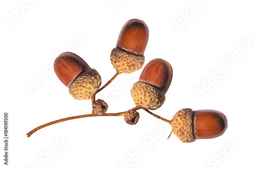 Four brown acron from nature tree in autumn park isolated