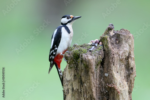 A male of great spotted woodpecker sits on the log on blurred green background. May be used for bird guiding