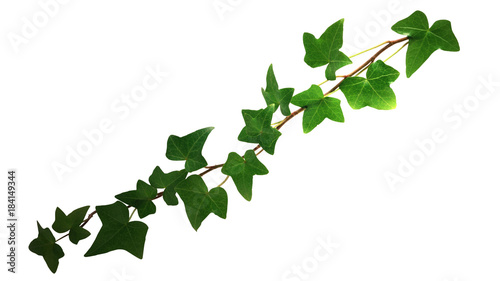 Edera rampicante su fondo bianco