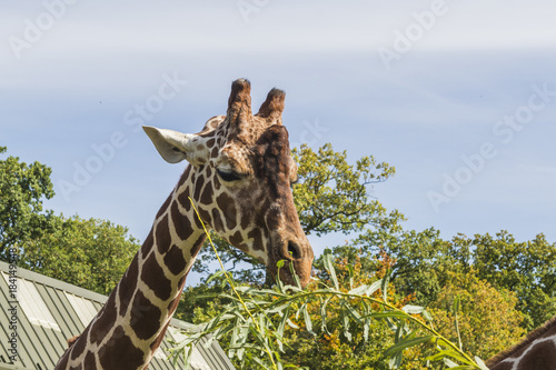 Wildlife Close Up - Giraffe