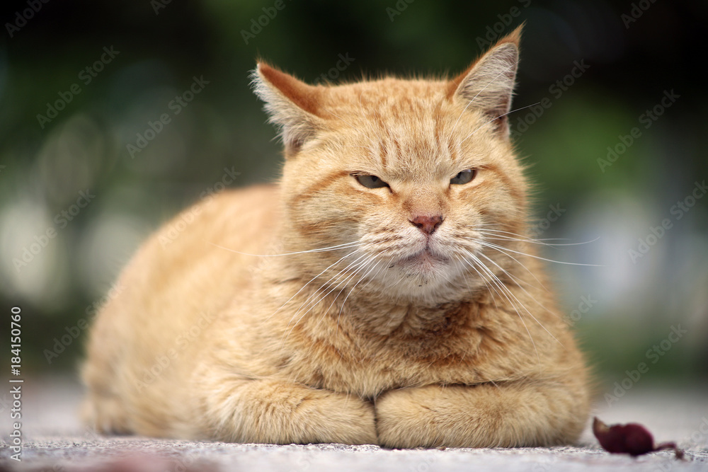 くつろぐ茶トラの猫