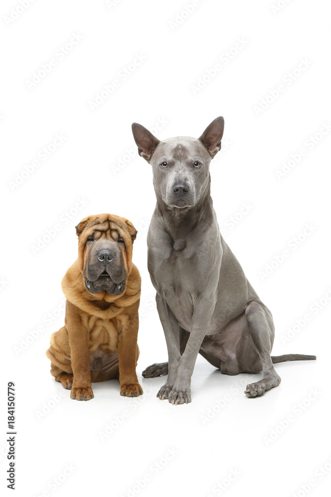 beautiful two dogs beautiful two dogs