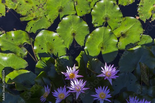 Photography Waterlilies in a botanical garden, in Naples, Florida, usa