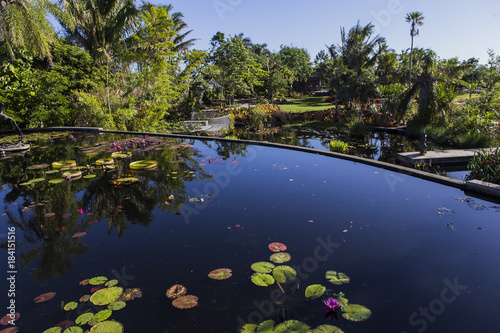 Canvas Print Waterlilies in a botanical garden, in Naples, Florida, usa