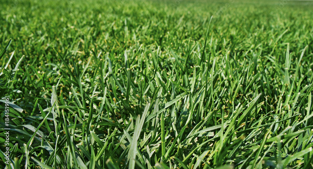 Green lush grass on a spacious field Green lush grass on a spacious field
