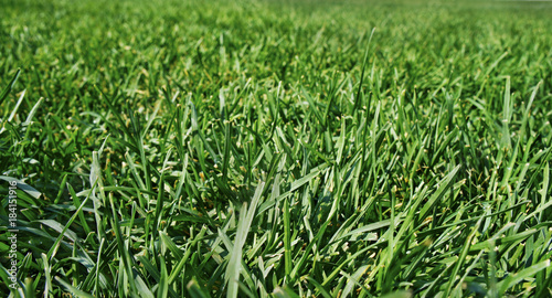 Green lush grass on a spacious field