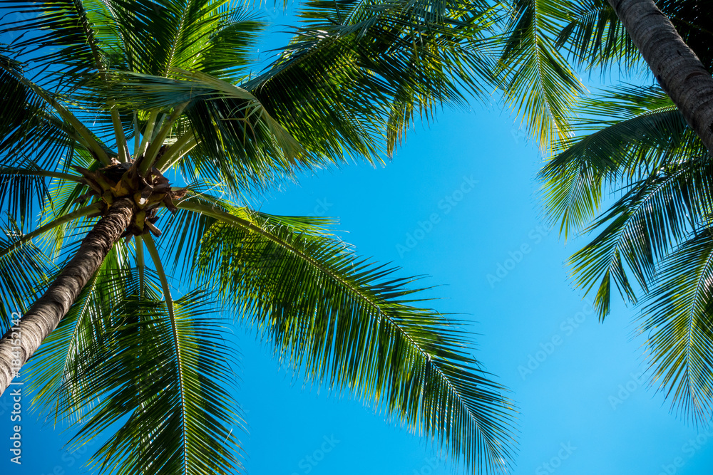 Coconut tree with sky background Coconut tree with sky background