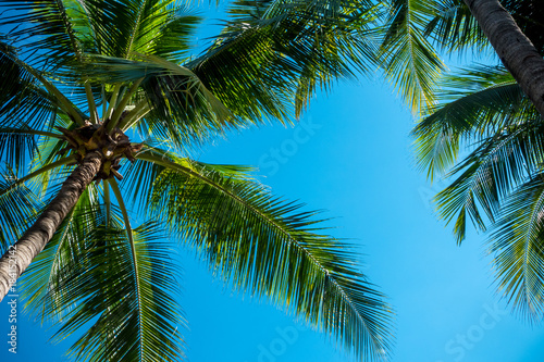 Coconut tree with sky background