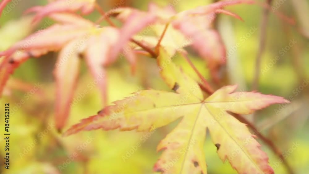 Autumn fall Gold with Leaves Trees in a beautiful park with sun day Autumn fall Gold with Leaves Trees in a beautiful park with sun day