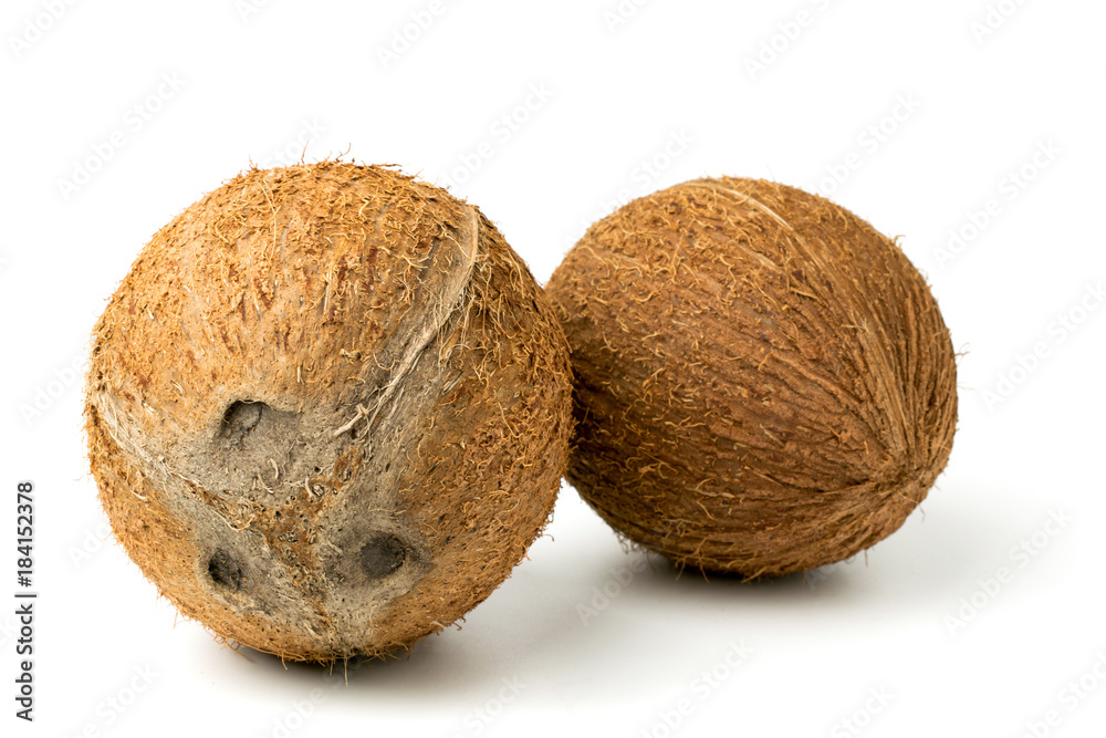 Two coconuts closeup Two coconuts closeup