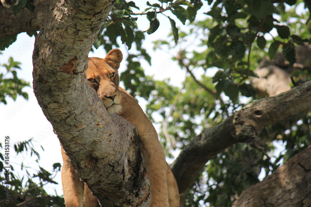 Obraz premium Löwe auf einem Baum Uganda
