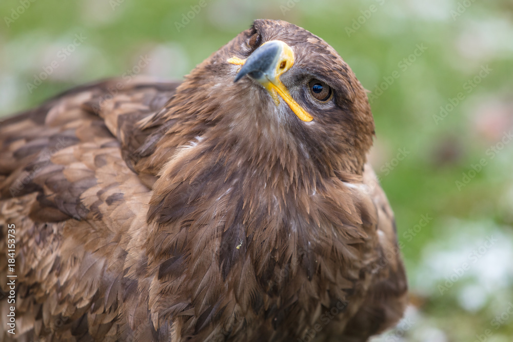 Steinadler Steinadler