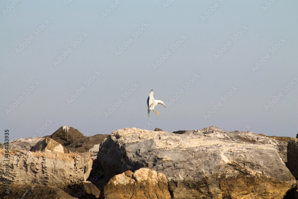 seagull landing on the rocks near the sea seagull landing on the rocks near the sea