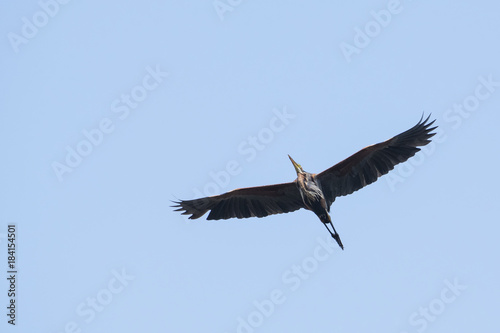 Purple Heron in Flight  