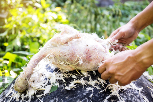 Fotografie Plucking chickens for cooking