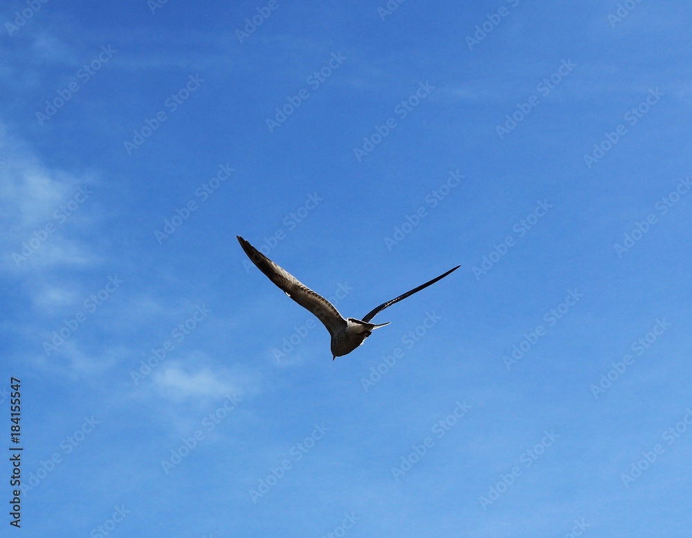 Bird fly on blue sky summer time high view Bird fly on blue sky summer time high view