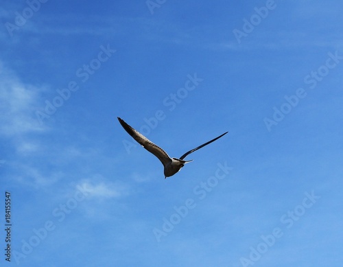 Bird fly on blue sky summer time high view