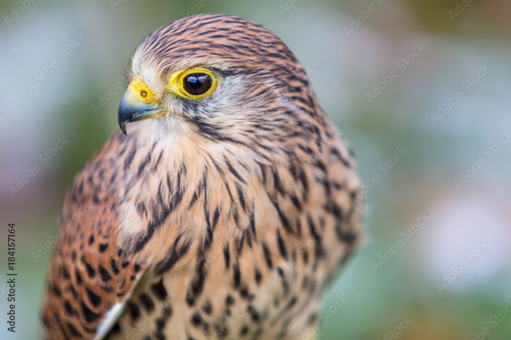 Wanderfalke Wanderfalke